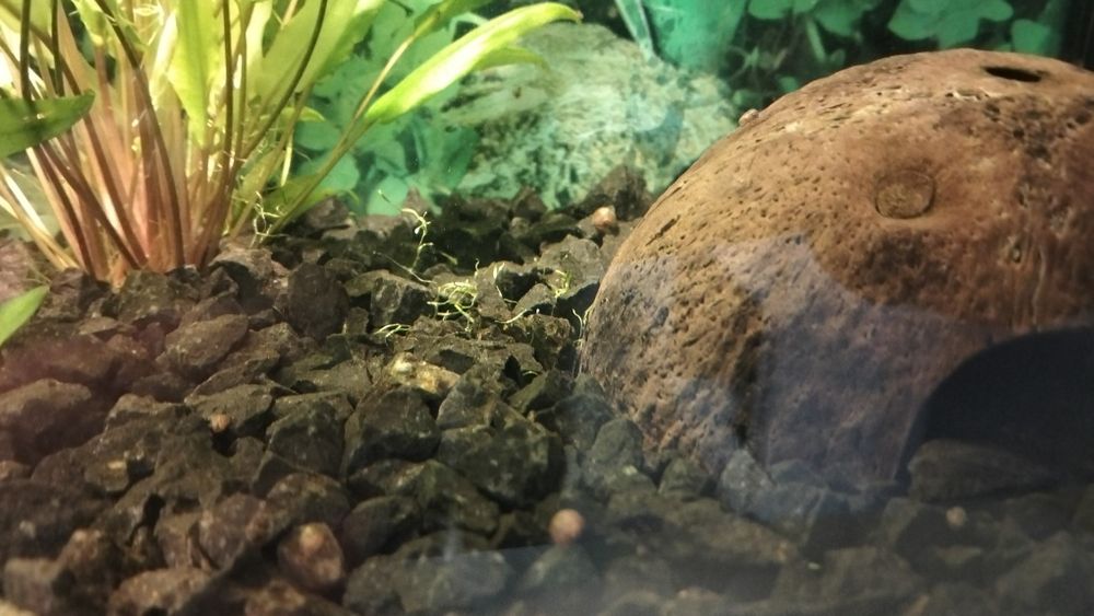 Akwarium z wyposażeniem