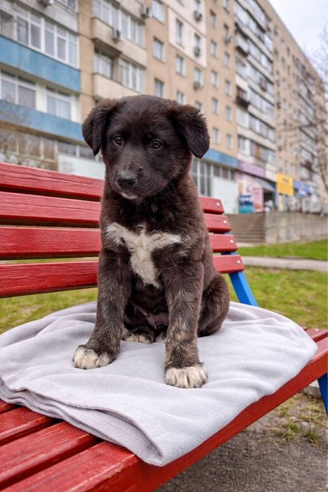 Щенок в поиске дома