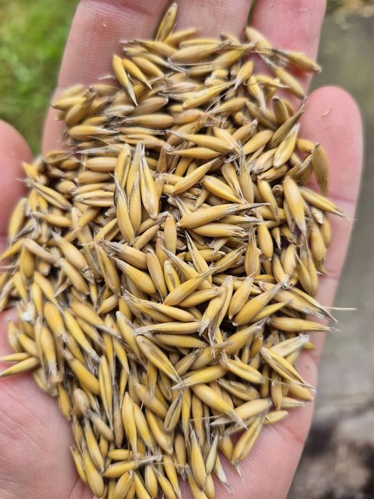 Owies Bingo rok po centrali