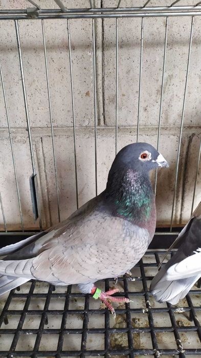 Gołebie pocztowe w roznych barwach