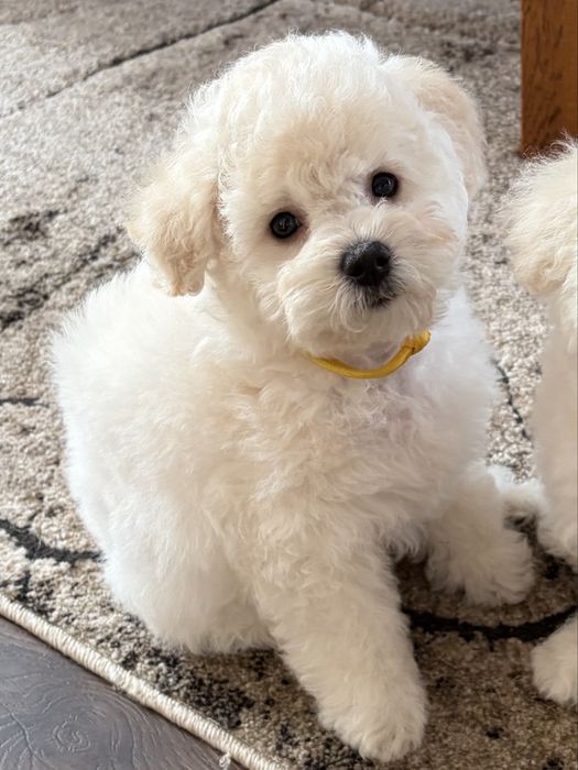 Bichon Frise ZKwP FCI szczenię