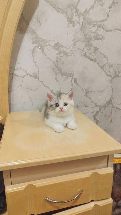 Шотландська прямовуха.