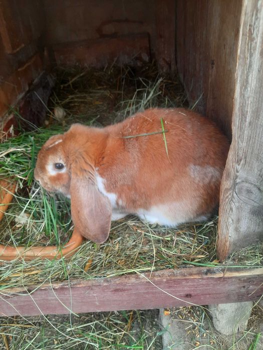 Samce barana francuskiego