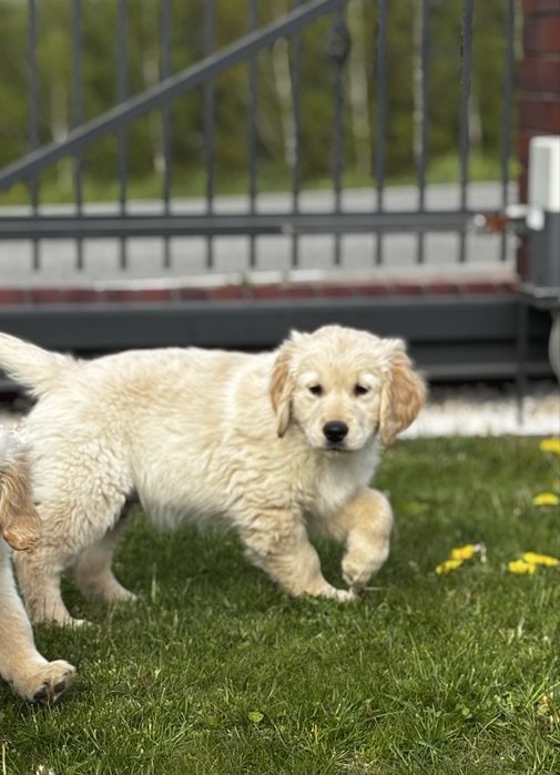 Golden Retriever