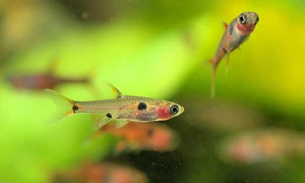 Razbora plamista Boraras Maculatus WYSYŁKA AKWAWIN