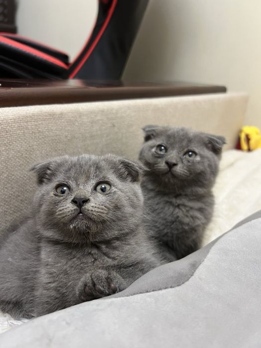 Продам британських висловухих кошенят
