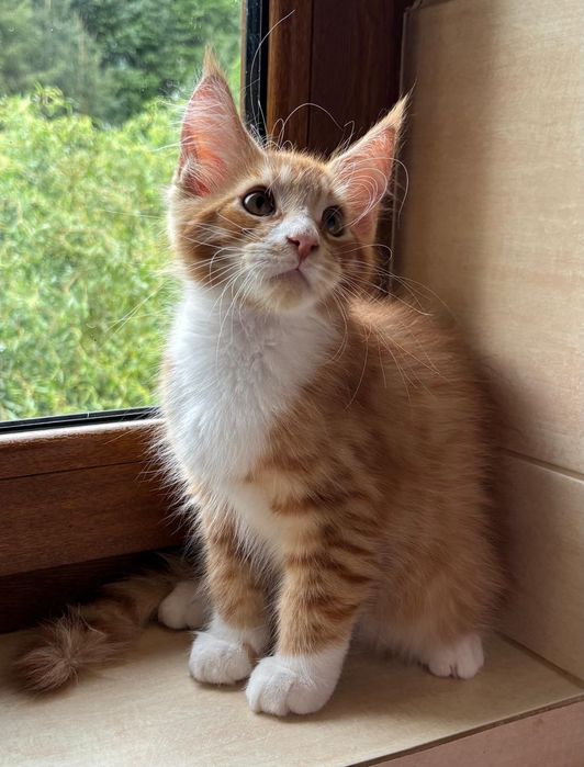 Kotki Maine Coon