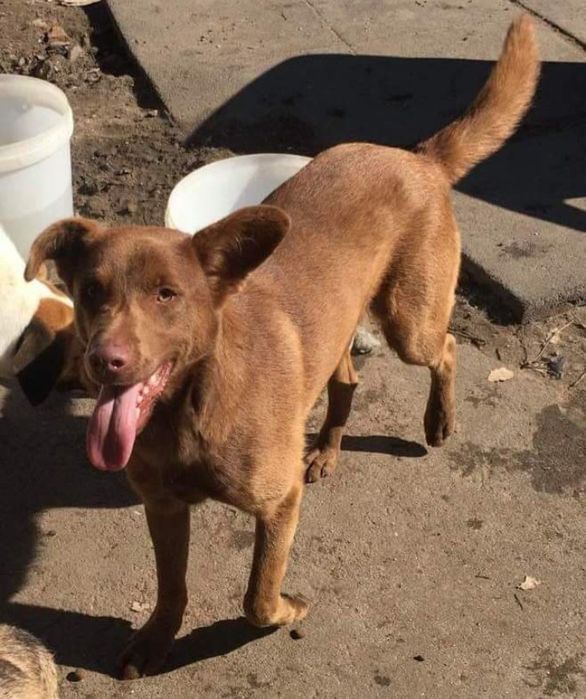 Twix- cão de porte médio para adoção