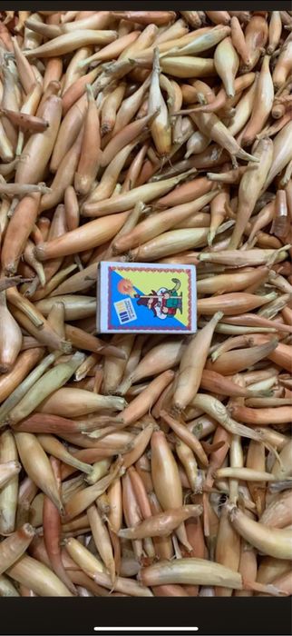 Продам часник та цибулю