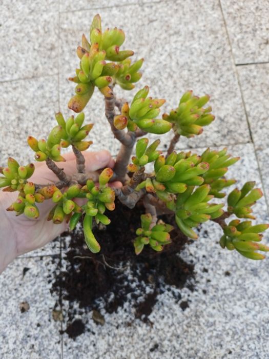 Suculenta orelhas de shreck