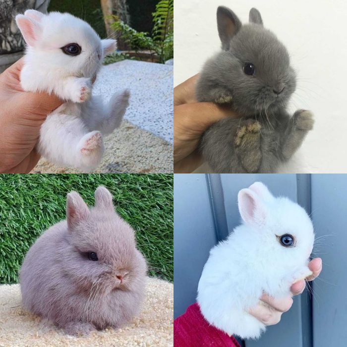 KIT Coelhos anões angorá e minitoy muito fofos e dóceis