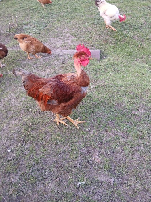 Продам півників,голошиїх,домашніх