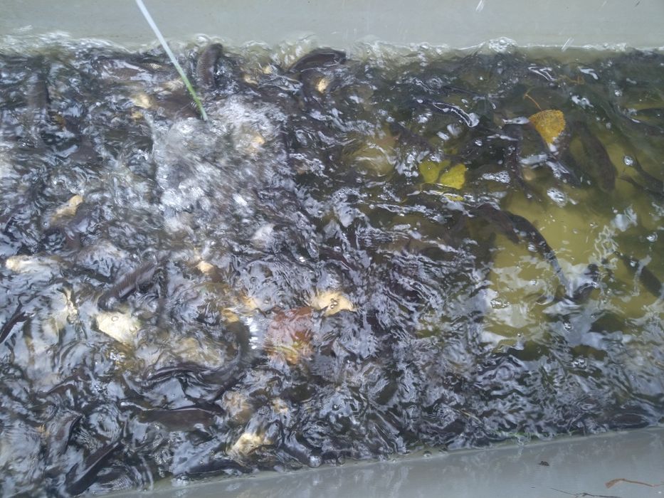 Karaś srebrzysty japoniec 20szt/kg