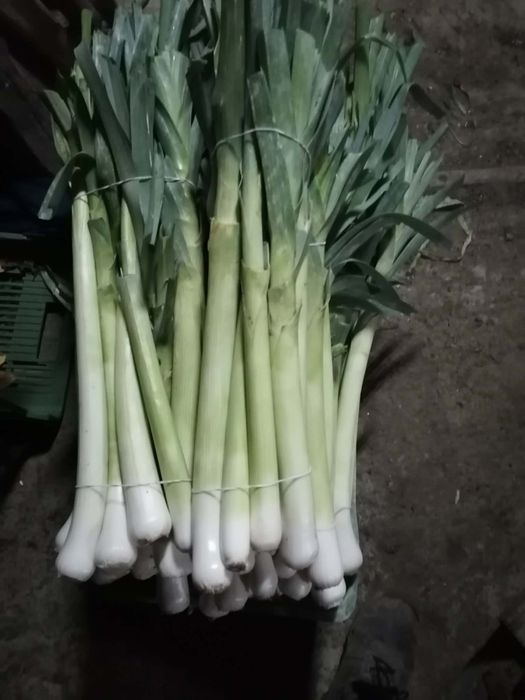 Marchew 25 kilo 27zl prosto od rolnika wysyłka inpost