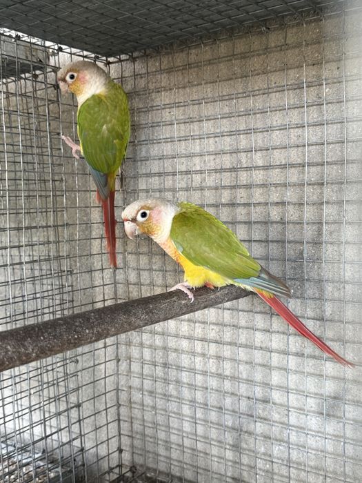 Pyrrhuras, Aratinga jandaya, Casais Caturras Reprodutores