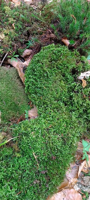 Живий, свіжий лісовий мох для равликів,черепах,домашніх тварин,для дек