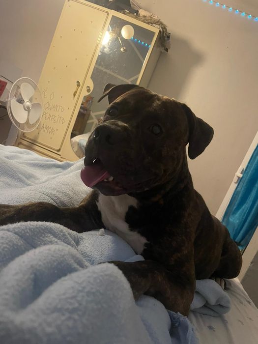 Pitbull teriee Tigrado