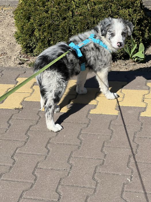 Border Collie - blue merle
