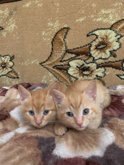 Котенята в добрі руки