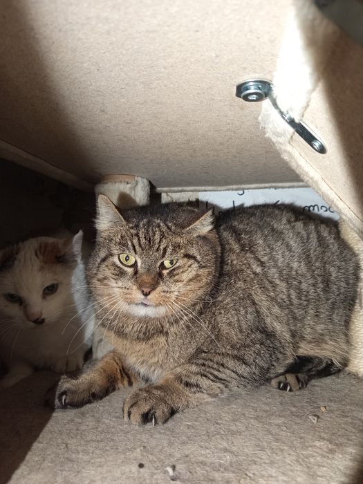 Ryś pragnie mieć domek