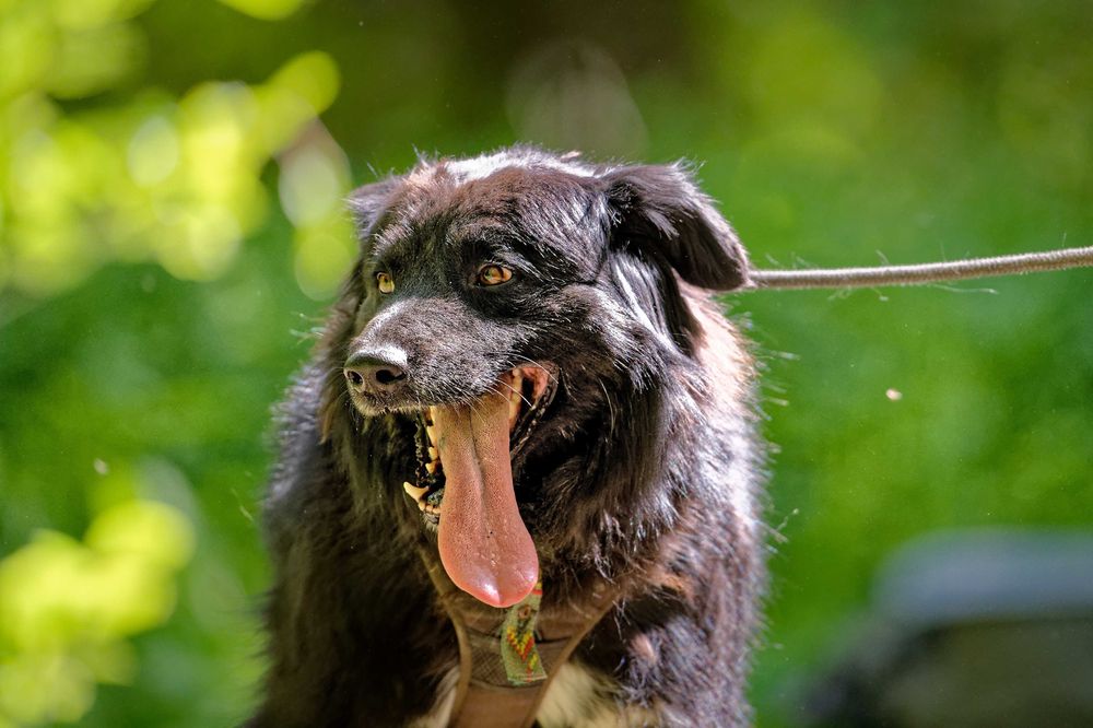 Corso- adoptuj a twój świat będzie piękniejszy [FILM]