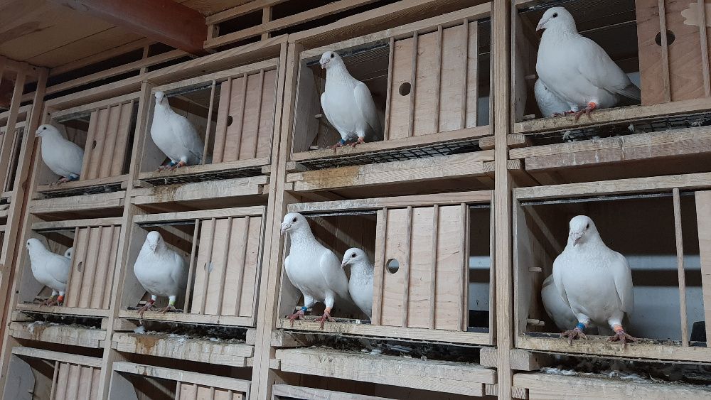 Ptaki gołębie białe pocztowe młode na 2026 r.