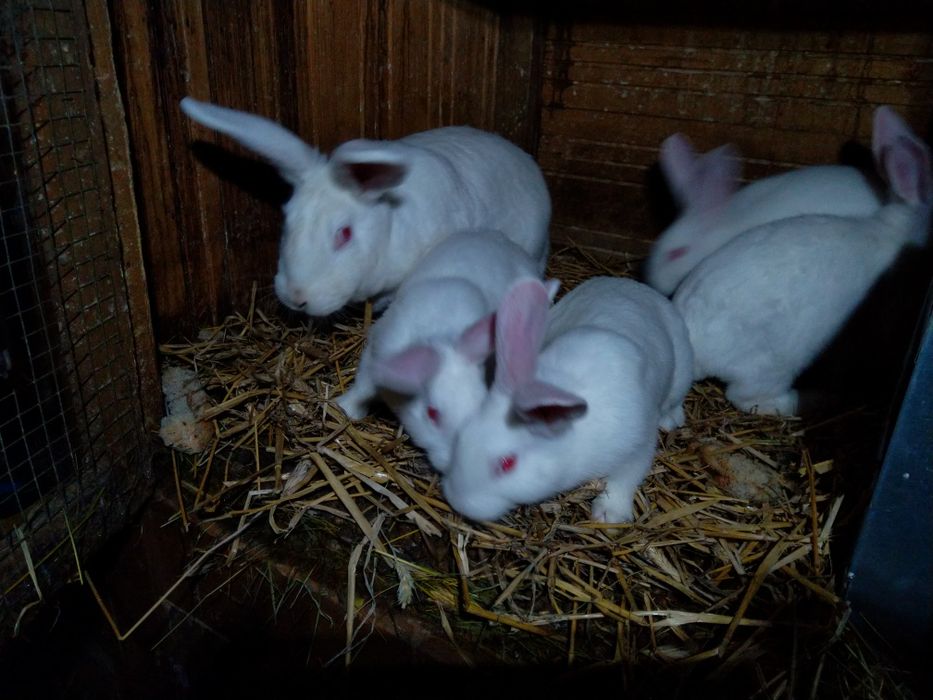 Młode króliki termondzkie królik termondzki