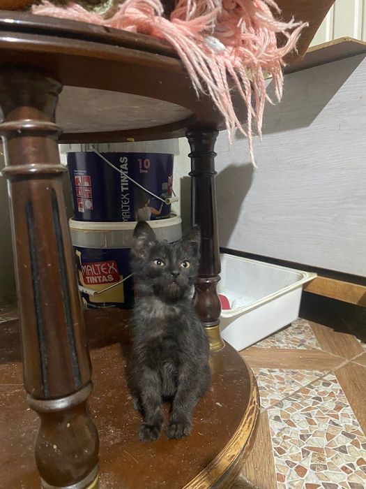 Gatos de 8 semanas