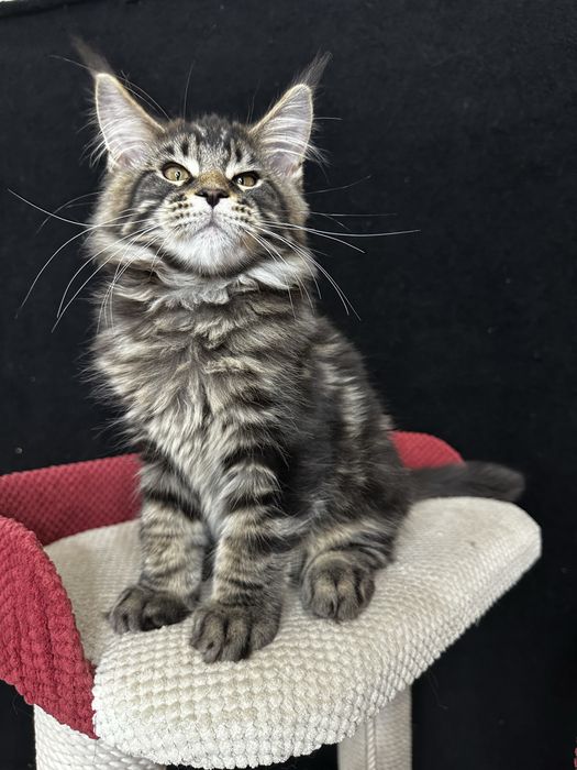 Котята Мaine Coon