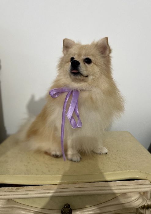 Обіймай і не відпускай  чарівні Померанські шпіци тут!