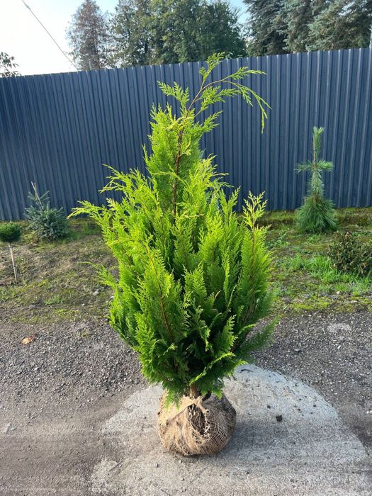 Рослини з грунту ОПТ