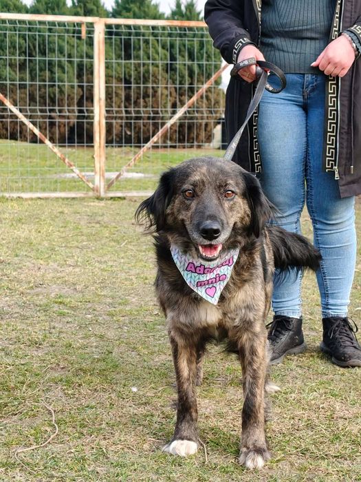 Młoda suczka do adopcji