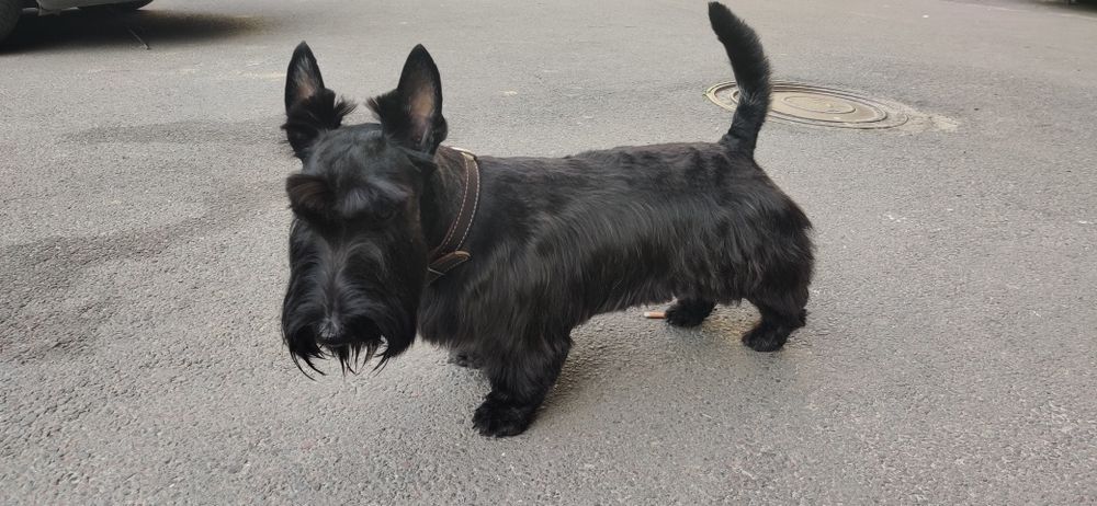 Скотч-терьер в'язка