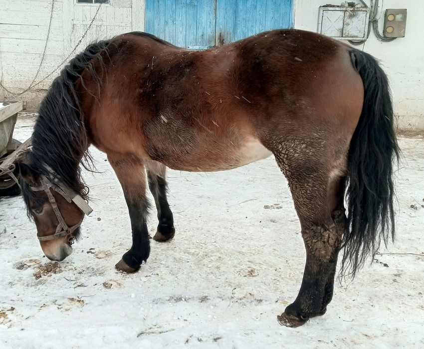 Продам кобилу 9років