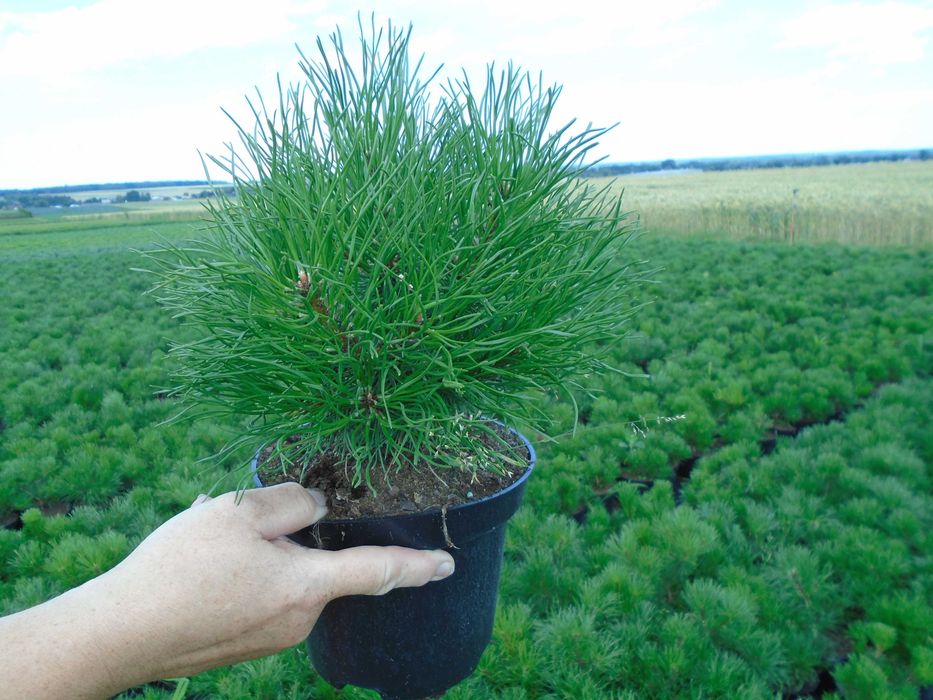 Kosodrzewina Pinus Mugo Pumilio 2L. 20-30cm.