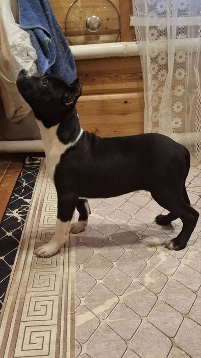 Американский стаф терьер