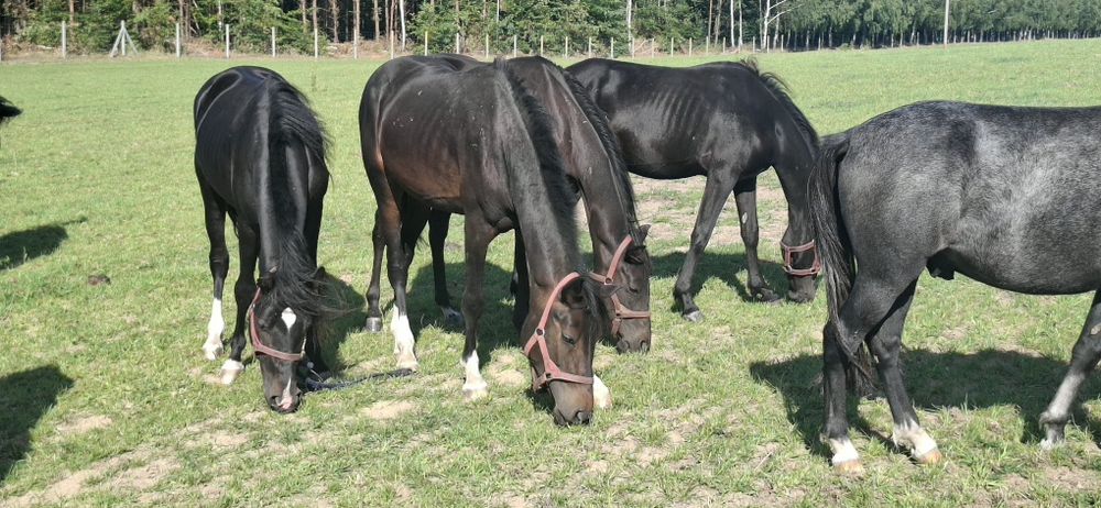 Ogierki po Parys Syndrom