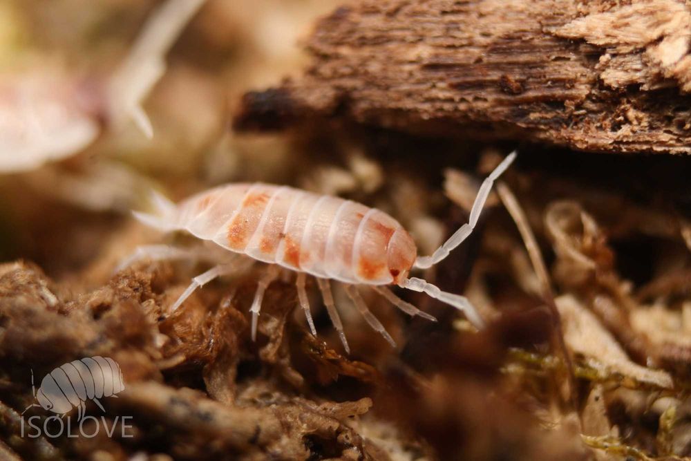 Porcellionides pruinosus "orange dalmatian", ekipa sprzątająca