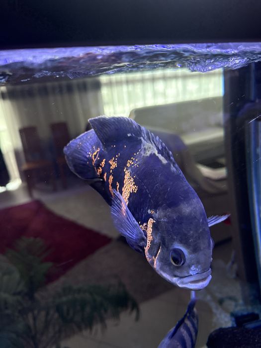 Ciclideos Americanos, adultos