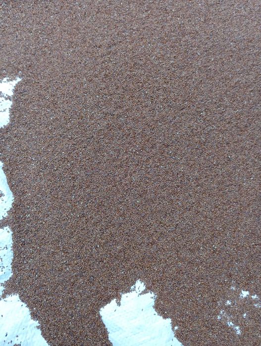 babka lancetowata nasiona 2025