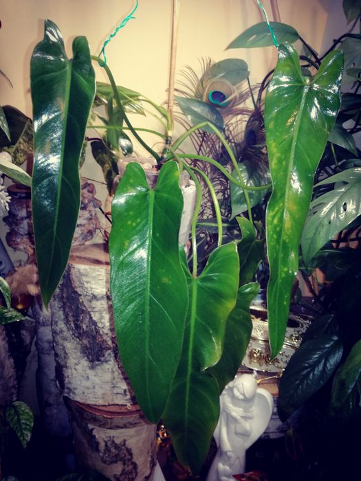 Philodendron Spiritus Sancti Santa Leopoldina UNIKAT monstera filodend