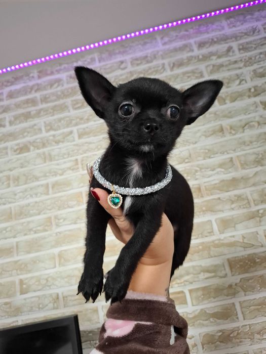 Czarna suczka rasy chihuahua jest gotowa do nowego domu.