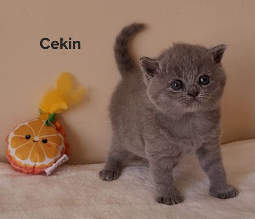 Kot brytyjski kocięta