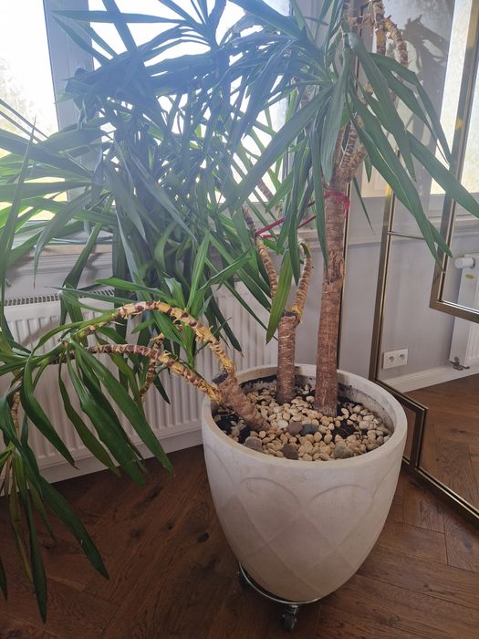 Juka, bardzo duża 180cm