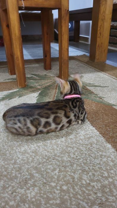 Kot bengalski  bangal