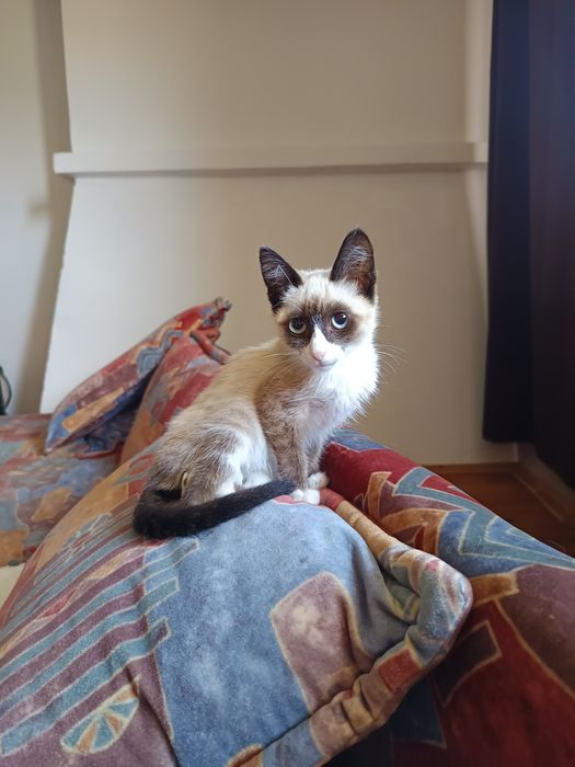 Adoção responsável – Noah, gatinho muito especial