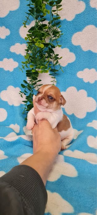 Estupendo mini Chihuahua/Chiuaua de Qualidade.LinhagemRussa