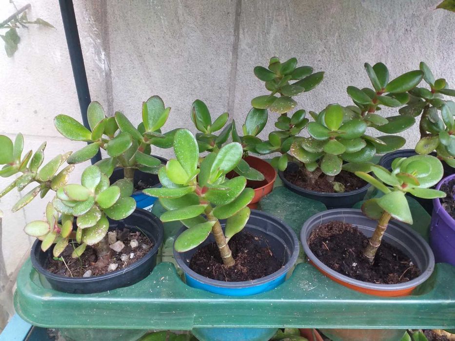 Crassula ovata planta do dinheiro