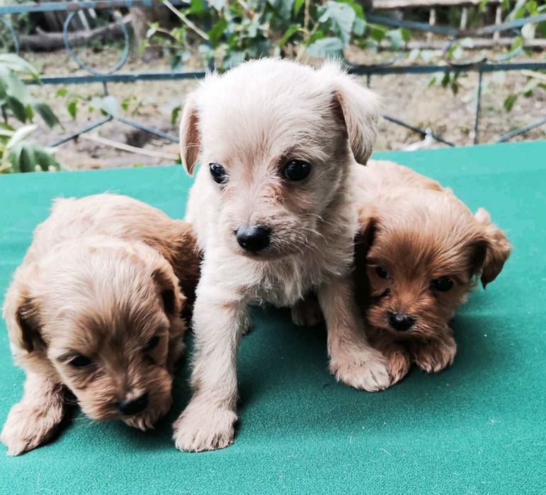 Цуценята міні радість в дім