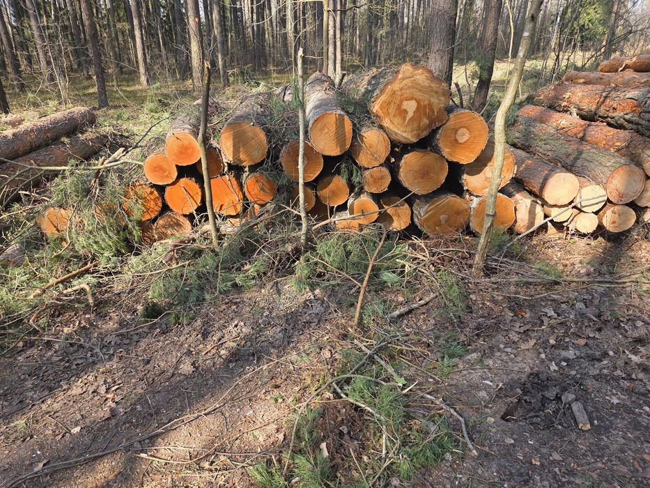 Brzoza, Olcha, Dąb, Akacja, Sosna 2.5m